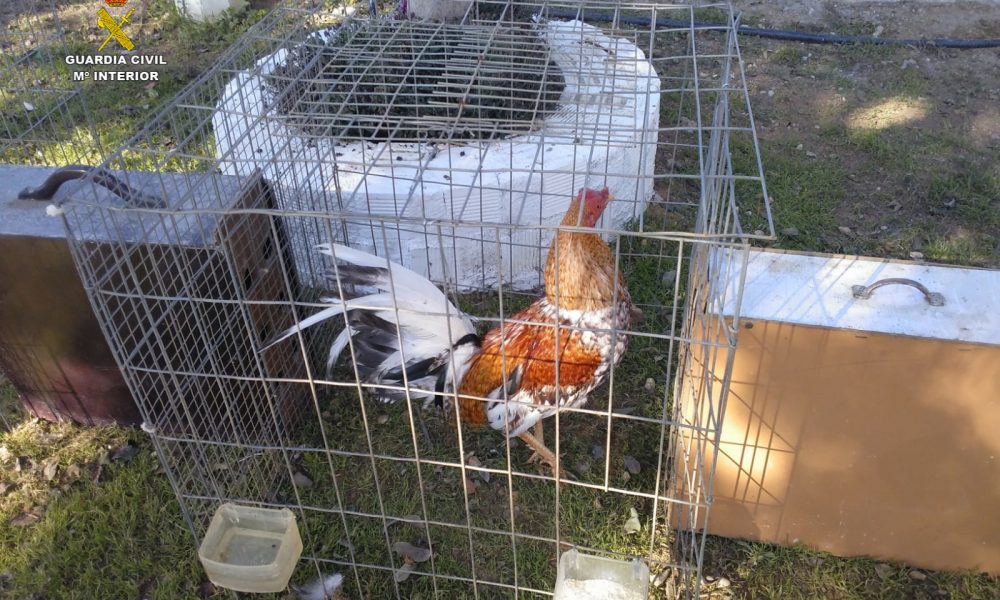 Desarticulada una banda dedicada al robo de gallos de pelea
