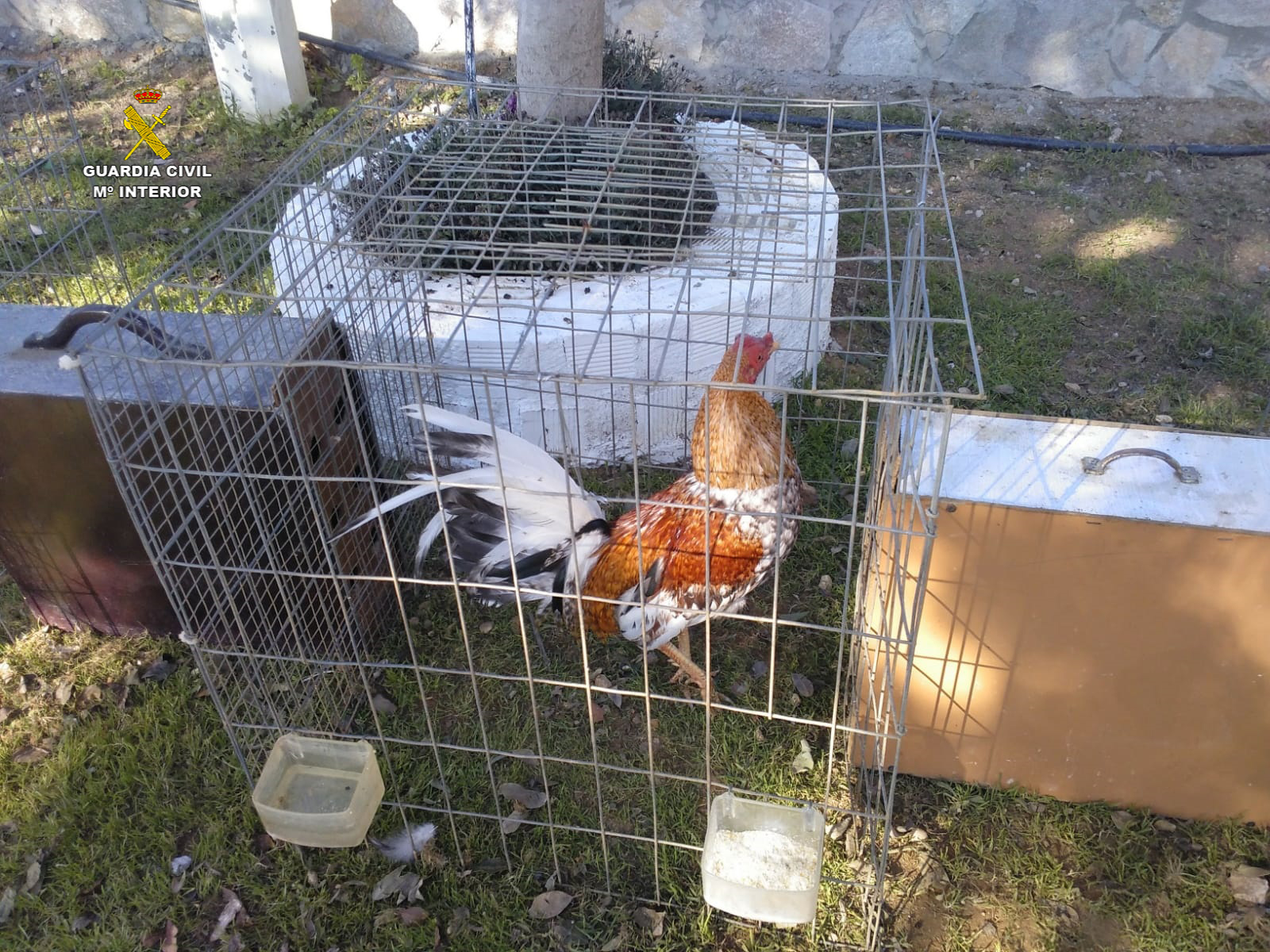 Desarticulada una banda dedicada al robo de gallos de pelea