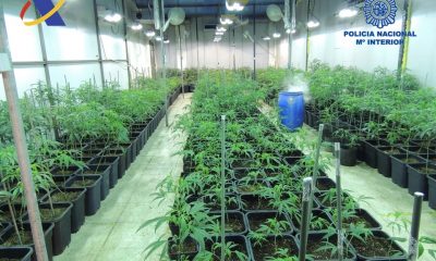 Desmantelan dos plantaciones de marihuana en Camas y Carmona