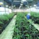 Desmantelan dos plantaciones de marihuana en Camas y Carmona