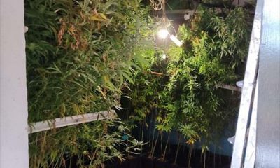 Detenido en Espiel tras intervenirle más de 100 plantas de marihuana