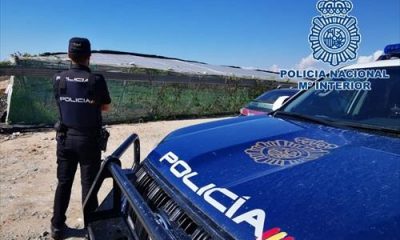 Detenidos tras desmantelar un invernadero con marihuana en Rota