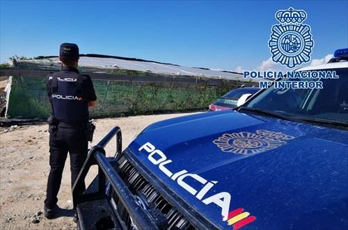 Detenidos tras desmantelar un invernadero con marihuana en Rota