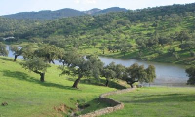 Condenados por abatir a seis ciervos y dos gamos en el Parque Natural Sierra de Aracena