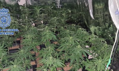 Hallan en Almería un cortijo abandonado con casi 300 plantas de marihuana