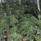 Hallan en Almería un cortijo abandonado con casi 300 plantas de marihuana
