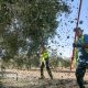 Mercadona renueva su apuesta por el aceite de oliva virgen extra de Jaén