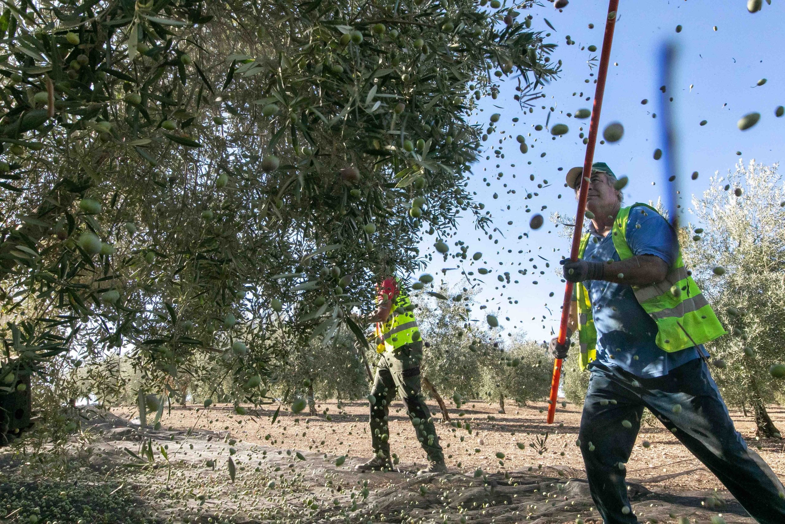 Mercadona renueva su apuesta por el aceite de oliva virgen extra de Jaén