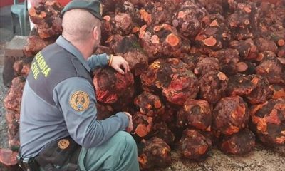 Intervenidos en Jimena más de 42.000 kilos de cepas de brezo que su comercialización ilegal