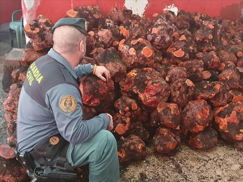 Intervenidos en Jimena más de 42.000 kilos de cepas de brezo que su comercialización ilegal