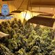 Desmanteladas cuatro nuevas plantaciones de marihuana en Almería