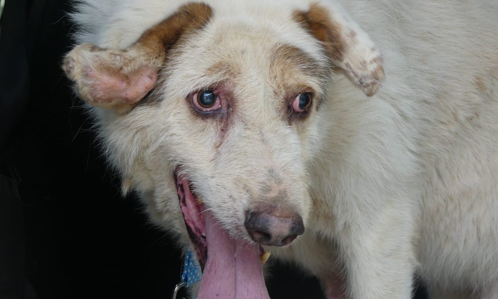 Piden prisión para rehaleros de Granada por maltrato animal y la muerte de cinco perros