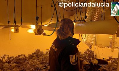 Detenido tras desmantelarse un cultivo de marihuana en una vivienda pública ocupada