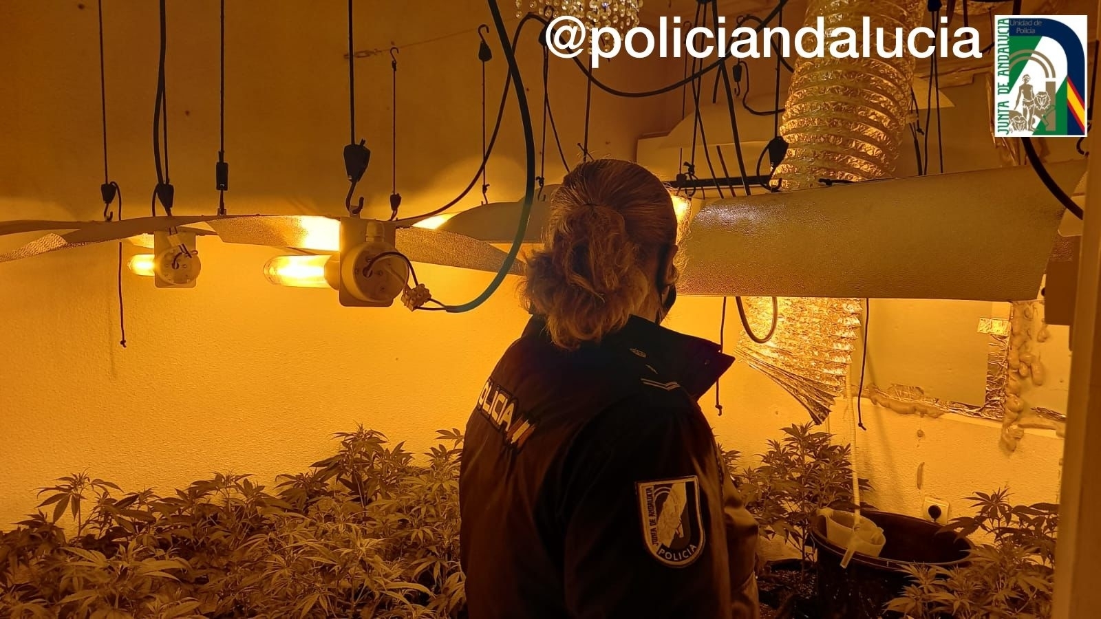 Detenido tras desmantelarse un cultivo de marihuana en una vivienda pública ocupada