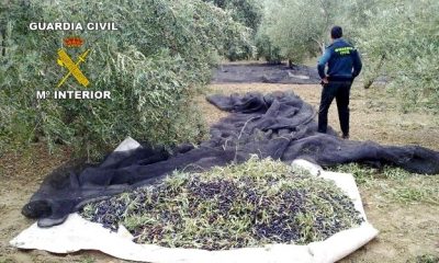La Guardia Civil investiga el hurto de aceitunas en una finca de Pozo Alcón