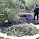 La Guardia Civil investiga el hurto de aceitunas en una finca de Pozo Alcón