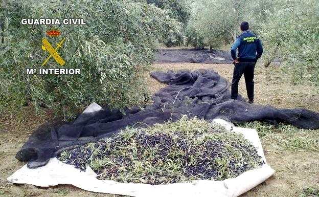 La Guardia Civil investiga el hurto de aceitunas en una finca de Pozo Alcón