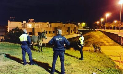 Retiran dos burros que andaban sueltos por las calles de Huelva