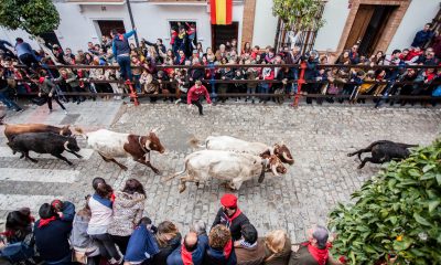 La Puebla del Río recupera los encierros en honor a San Sebastián