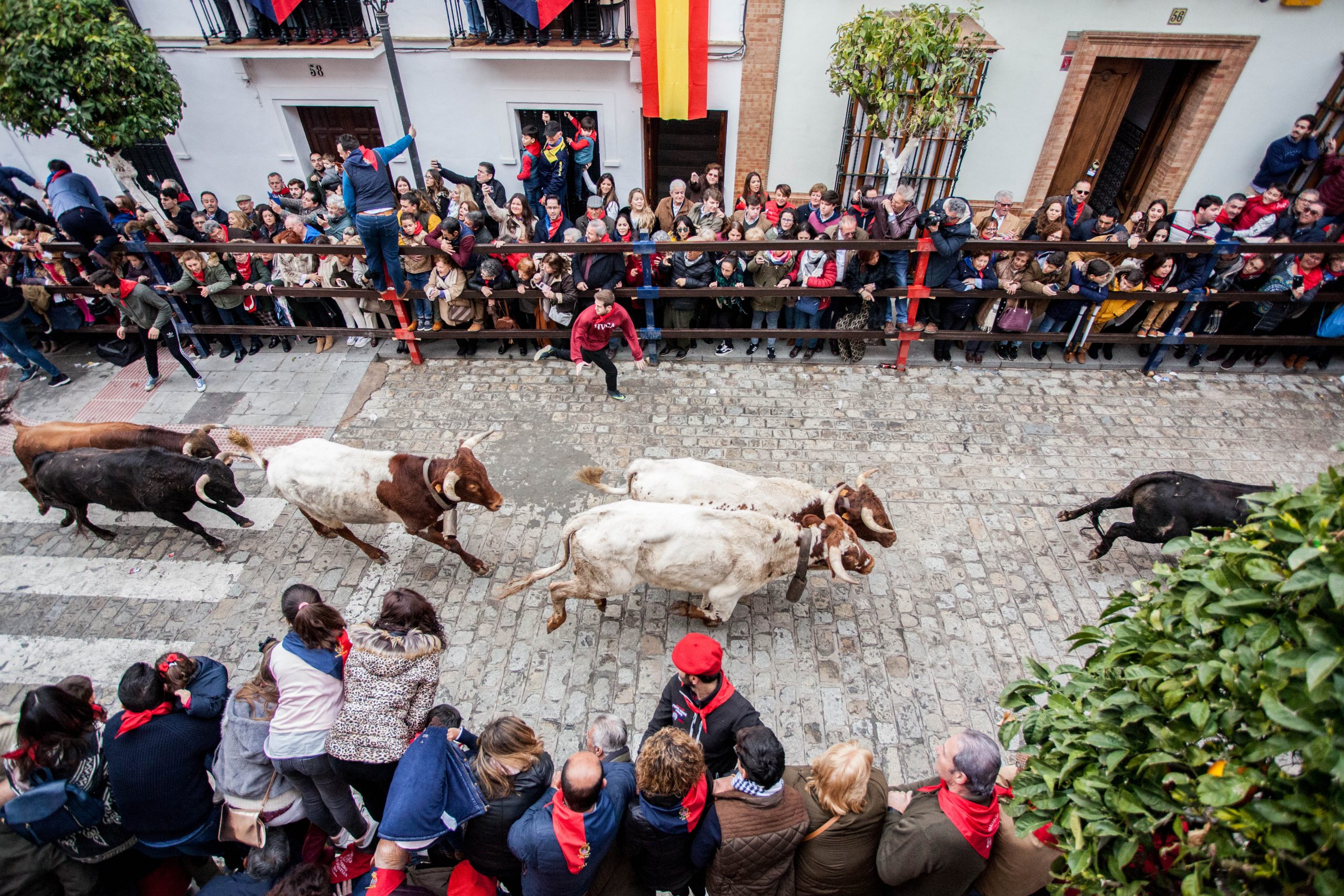 La Puebla del Río recupera los encierros en honor a San Sebastián