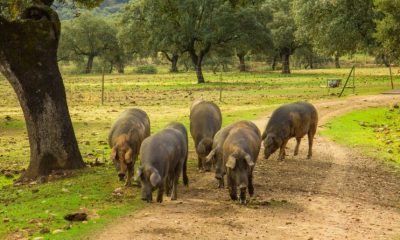 Los mejores embutidos de Los Pedroches