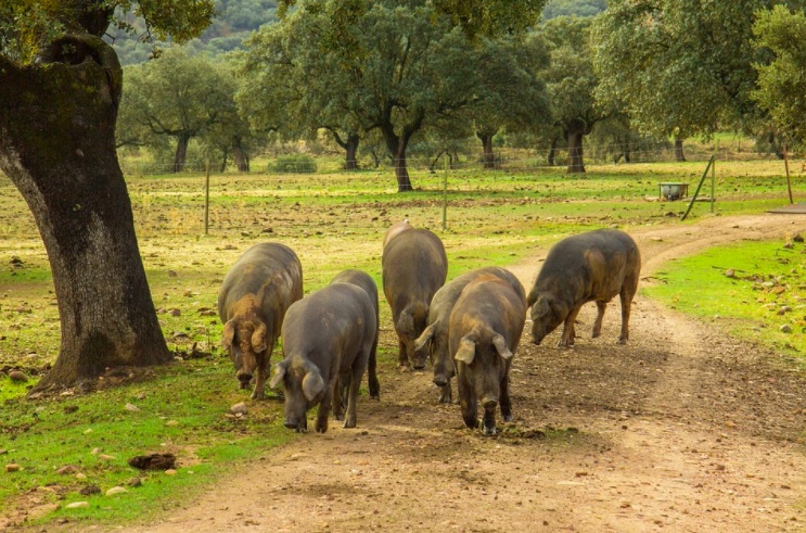 Los mejores embutidos de Los Pedroches