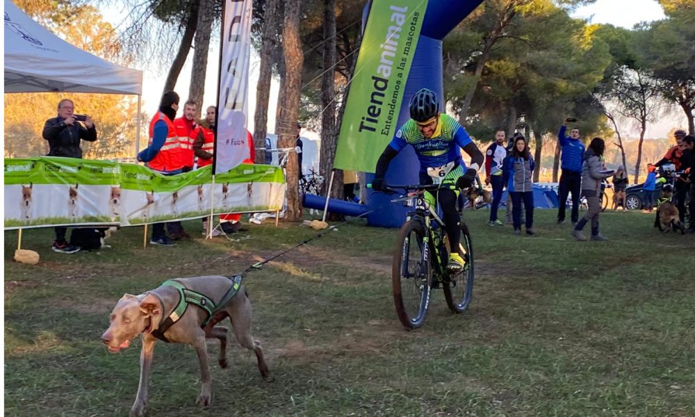 Alcalá acoge la Copa de España de Mushing, donde personas y perros forman equipo