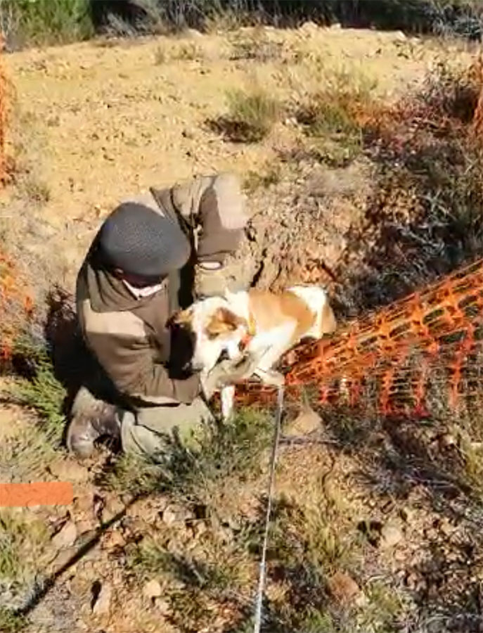 Rescatan a un perro que cayó a un pozo de mina en Zalamea la Real