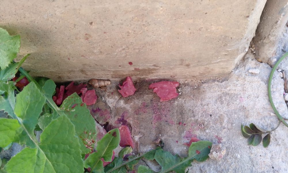 Investigan el posible envenenamiento a varios perros en San Juan de Aznalfarache