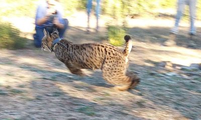 Liberan en Villanueva del Río y Minas a dos ejemplares jóvenes de lince ibérico