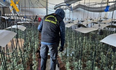 Desmantelan en Cañada Rosal una plantación de 300 plantas de marihuana