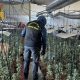Desmantelan en Cañada Rosal una plantación de 300 plantas de marihuana