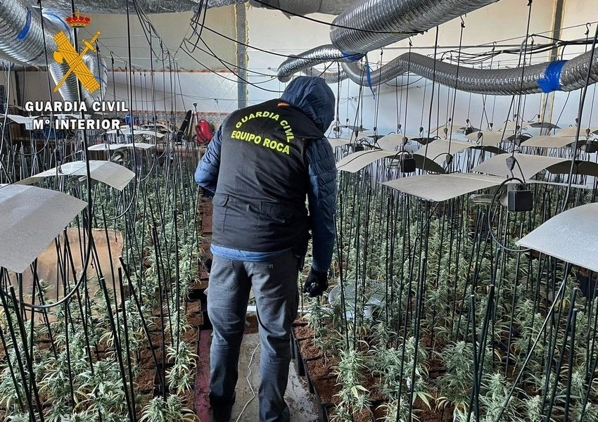Desmantelan en Cañada Rosal una plantación de 300 plantas de marihuana