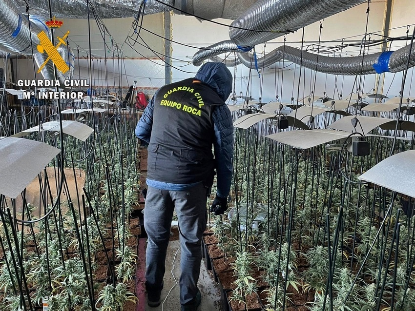 Desmantelan en Cañada Rosal una plantación de 300 plantas de marihuana