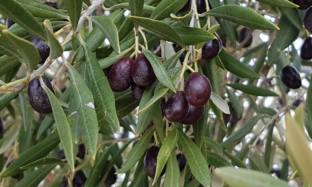 Aceitunas negras 3