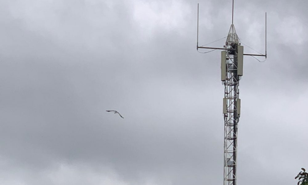 antena gaviota