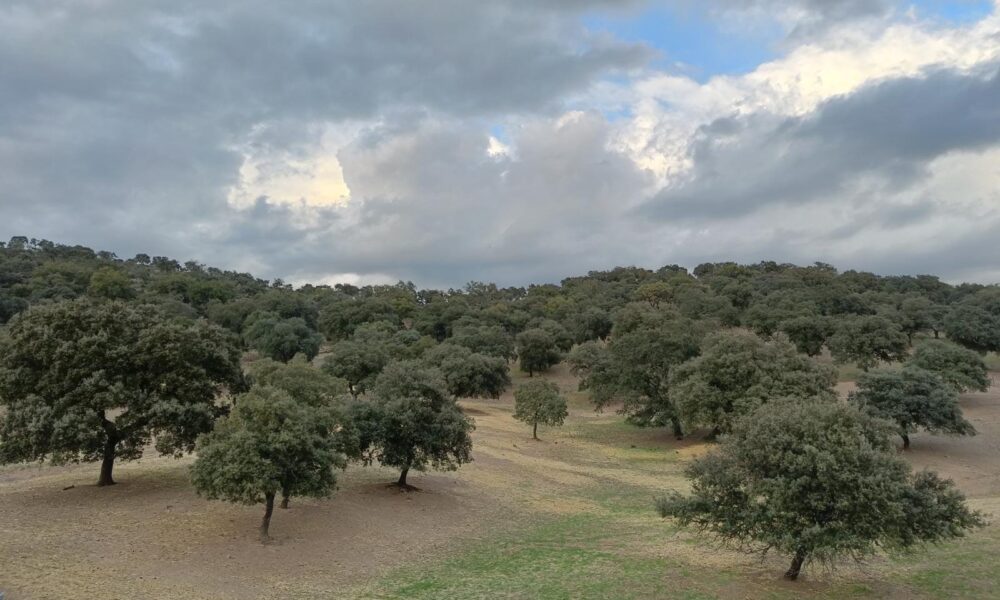 arboles