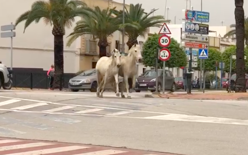 caballos arahal