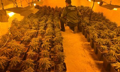 Desmantelan dos viviendas dedicadas al cultivo de marihuana indoor en Guillena y Las Pajanosas