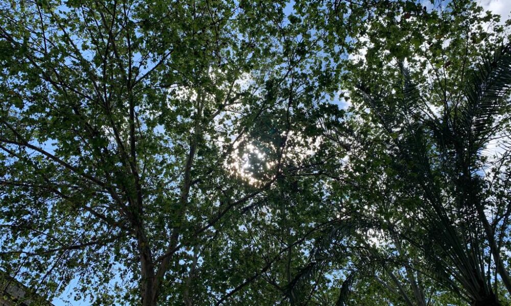 arbol sol