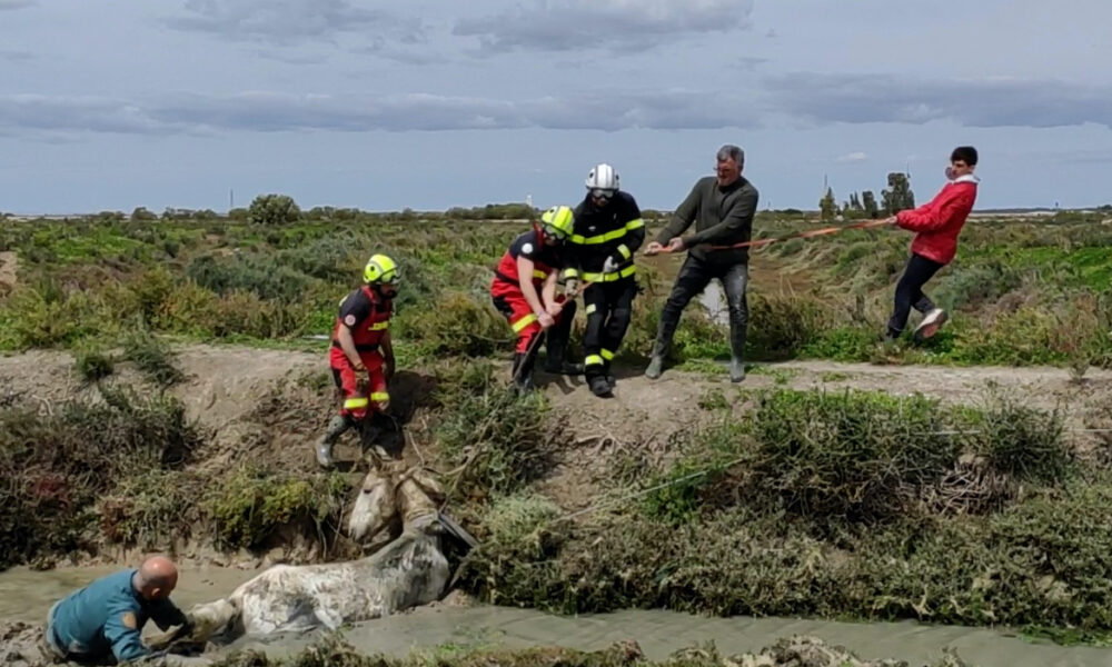 caballo rescate