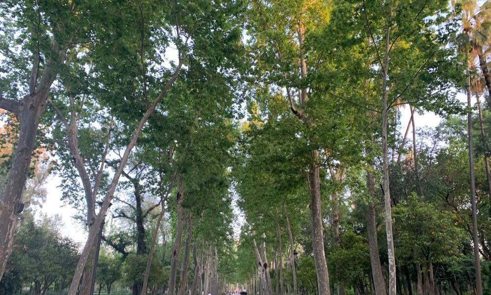 parque maria luisa