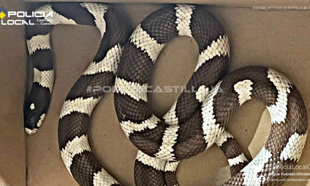 serpiente 2