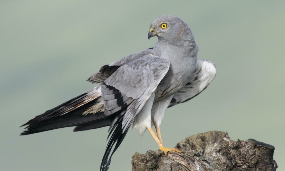 Aguilucho cenizo