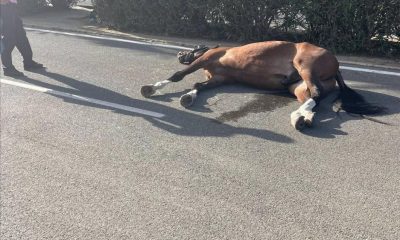 Muere un caballo en la Feria víctima del "calor y el sobreesfuerzo al que son sometidos"