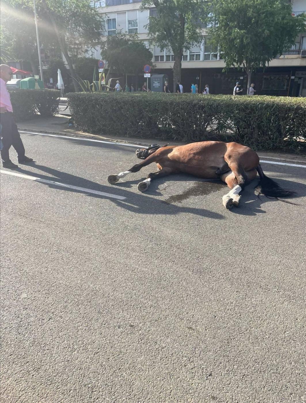 Muere un caballo en la Feria víctima del "calor y el sobreesfuerzo al que son sometidos"