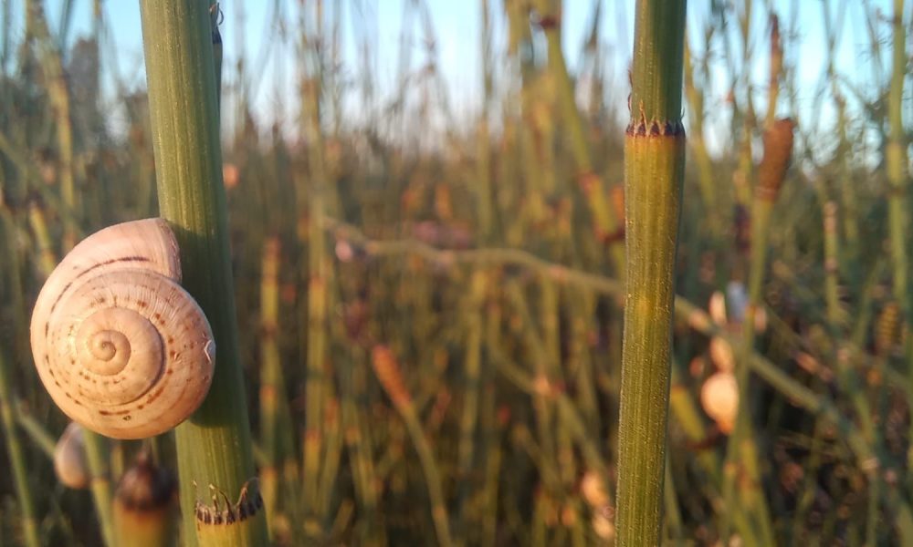 caracol rama