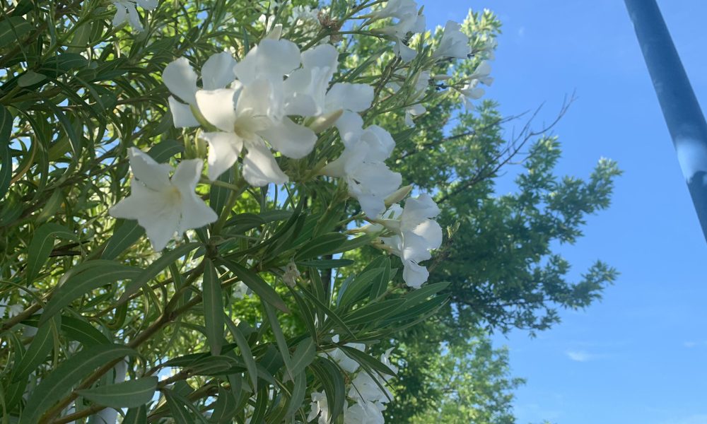 flor nube