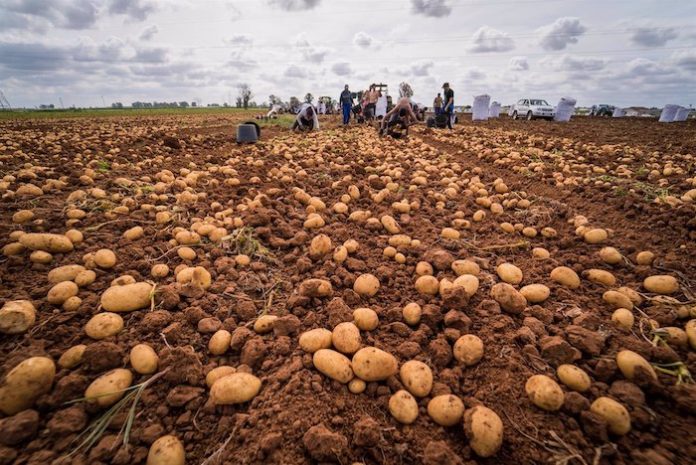 La Rinconada regala ‘El peso de tu familia en patatas‘