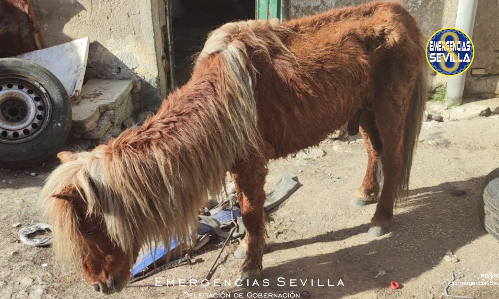 poni torreblanca